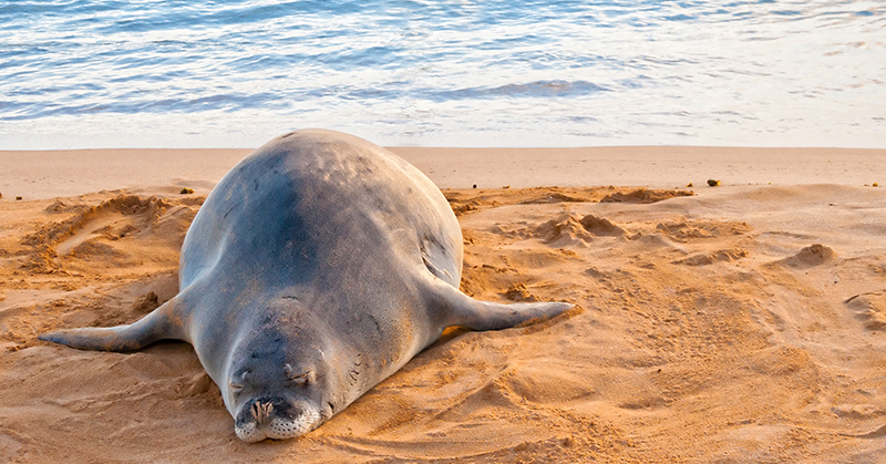 hawaiin monk seal