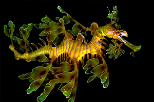 leafy sea dragon