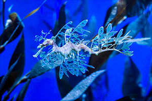 leafy sea dragon