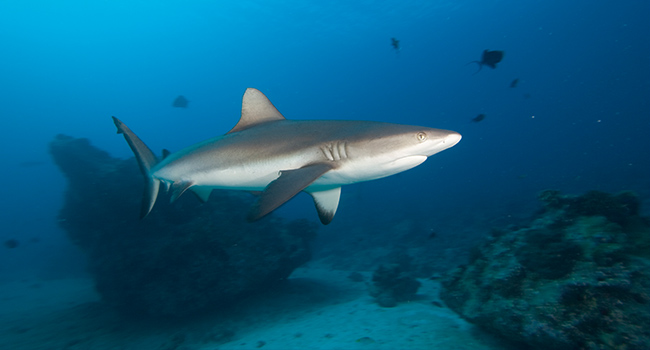 Palau Shark Dive