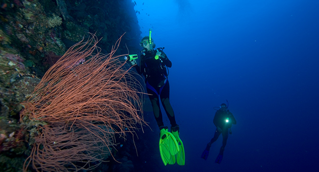 Palau Divers Wall