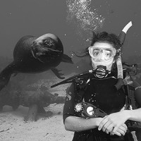 Seal Encounter