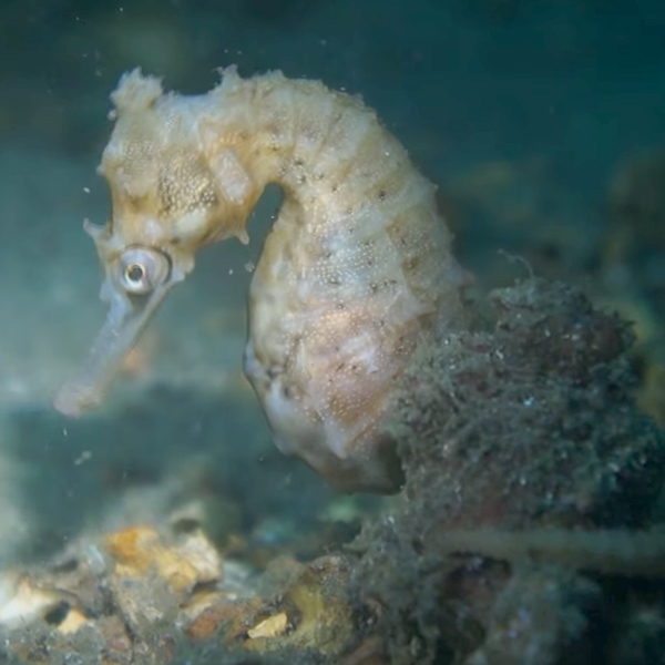 Seahorse