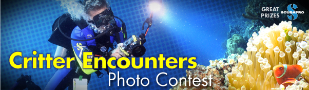 PADI Critter Encounters Contest