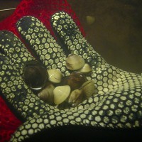 Asian Clams from New Hampshire 