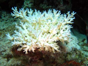 Damaged Coral