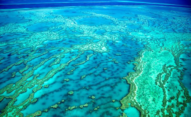 Support Endangered Species - Great Barrier Reef