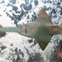 Sawfish