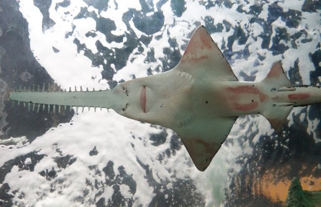 Sawfish