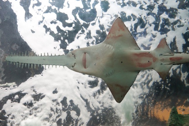 Support Endangered Species by Scuba Diving