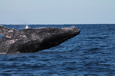 Breaching Humpbrack