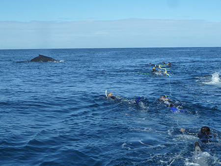 Swimmers with whale