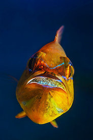 cardinal-fish-mouthbrooder