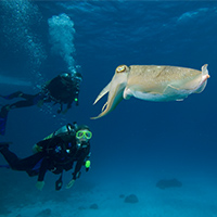 Cuttlefish