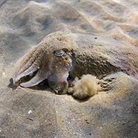 Cuttlefish