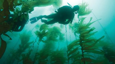 diver in a kelp forest