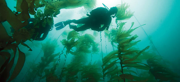 diver in a kelp forest