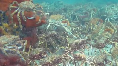 spider-crab