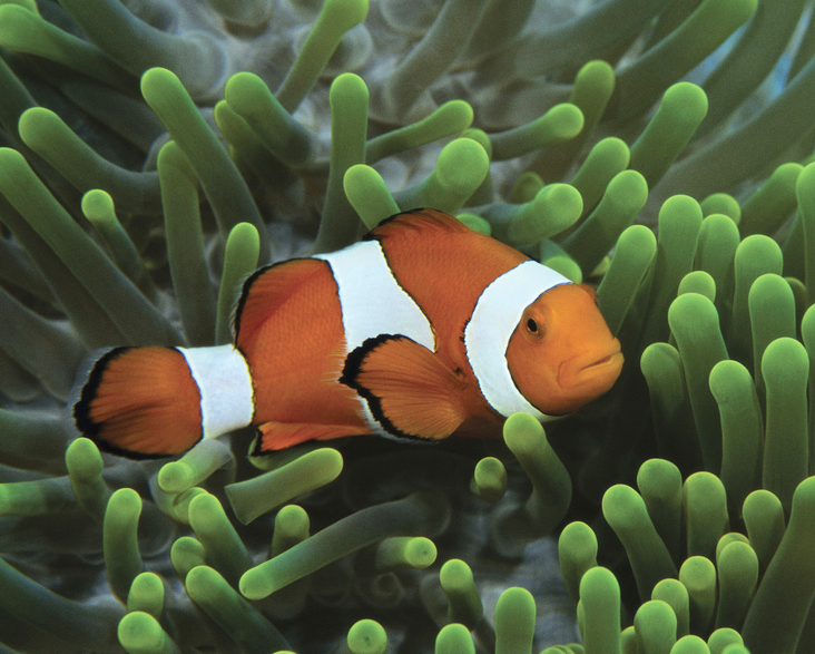 coral reef clown fish