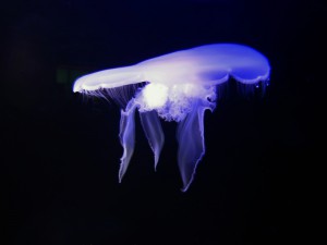 Bioluminescence Jellyfish