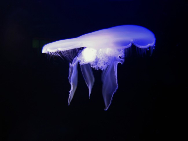 Glow-in-the-Dark Critters: Exploring Bioluminescence