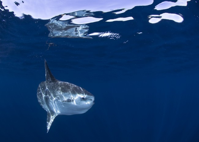 Mola Mola Fish