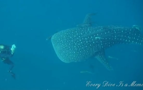 ScubaEarth video whaleshark Thailand