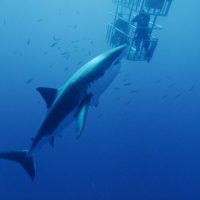 scuba diving with great white sharks