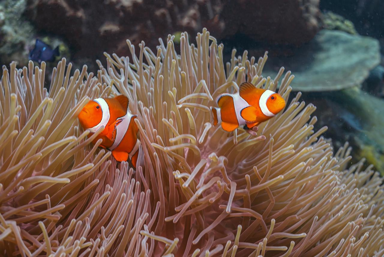 nemo fish clownfish in a anemone