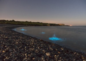 Bioluminescence Anglesey, UK - Photo Credit: Kristofer Williams