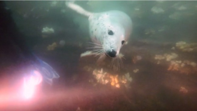 Diving with Seals in Scotland, UK