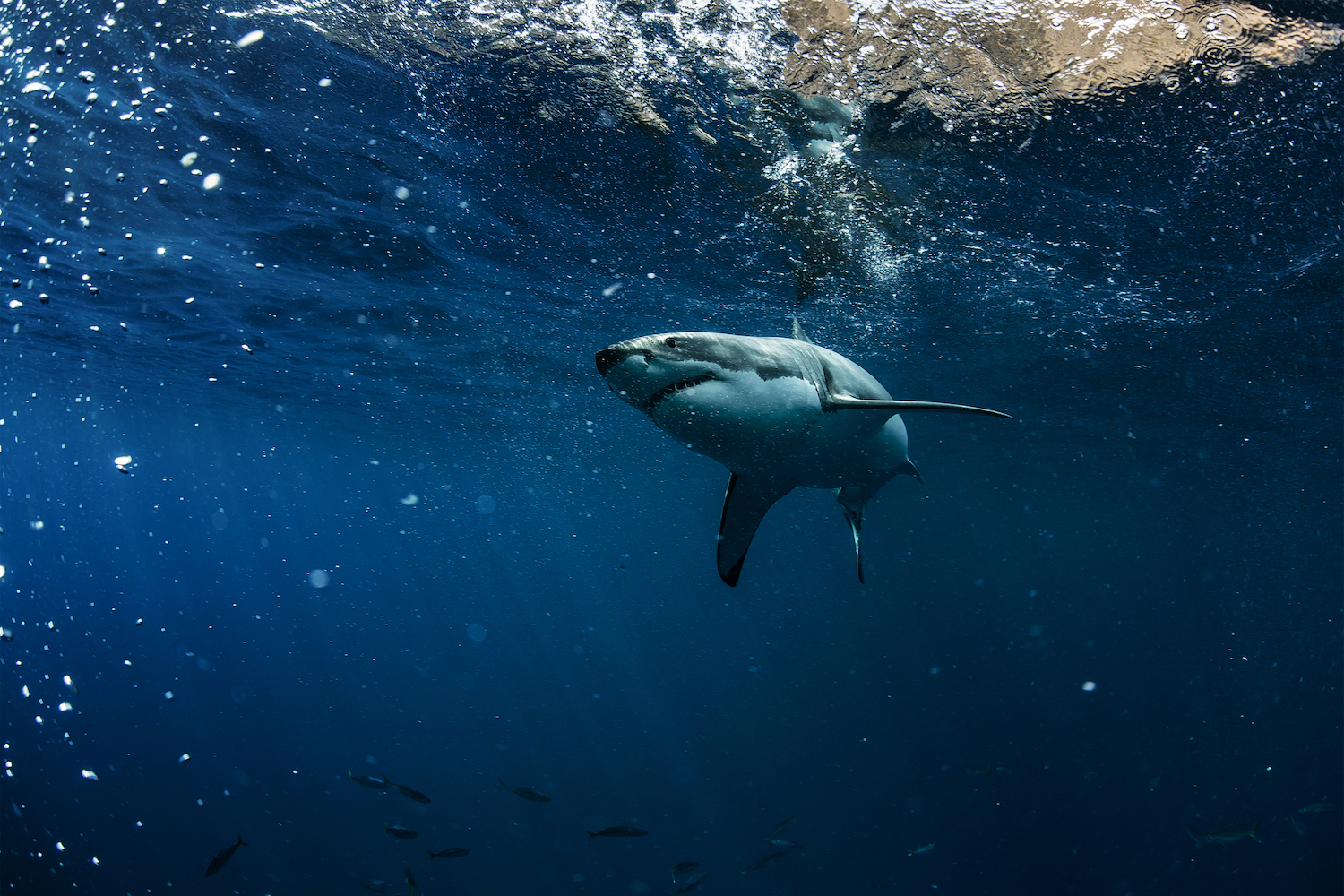 Great white shark  Department of Biodiversity, Conservation and Attractions