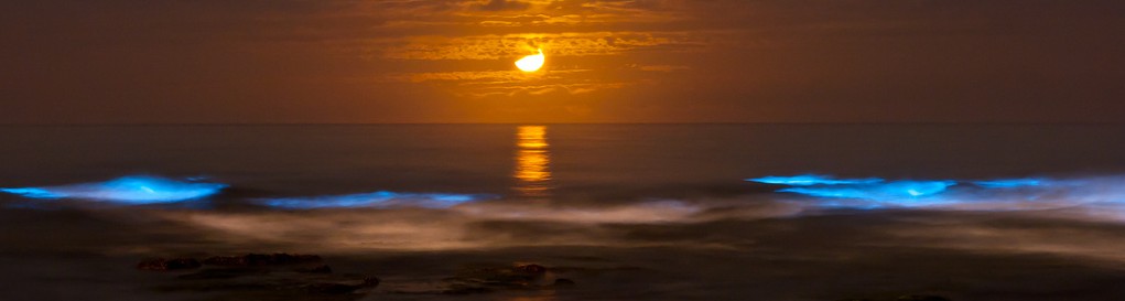 Bioluminescence - Red Tide, San Diego