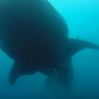 Galapagos Scuba DIving video