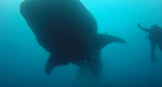 Galapagos Scuba DIving video