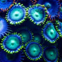 Flourescence Night Diving - Coral illuminated in glowing green and blue