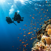 two divers swim near a coral reef