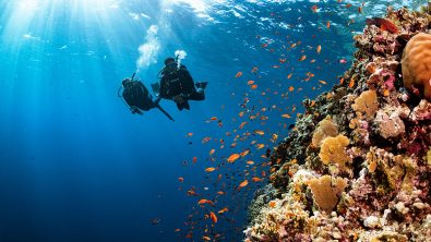two divers swim near a coral reef