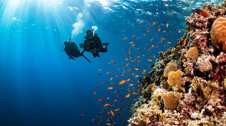 two divers swim near a coral reef