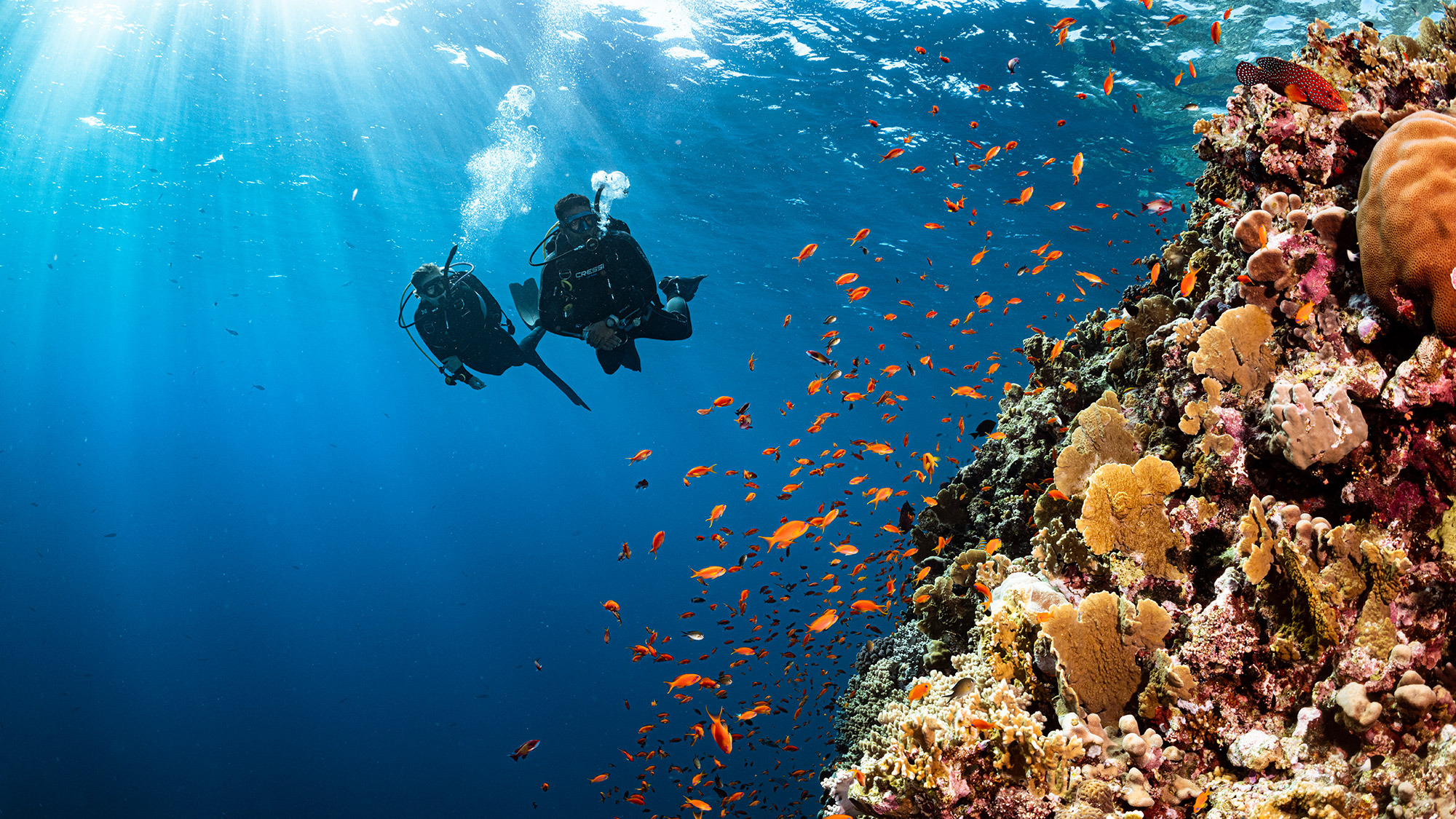 two divers swim near a coral reef