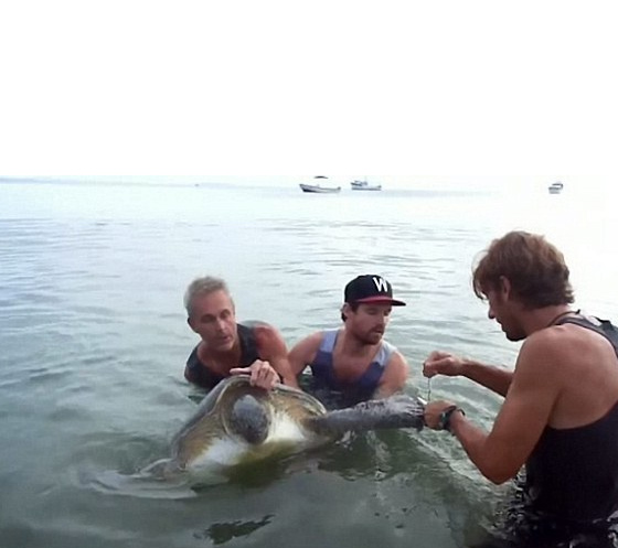 PADI Divers Rescue Two Green Sea Turtles