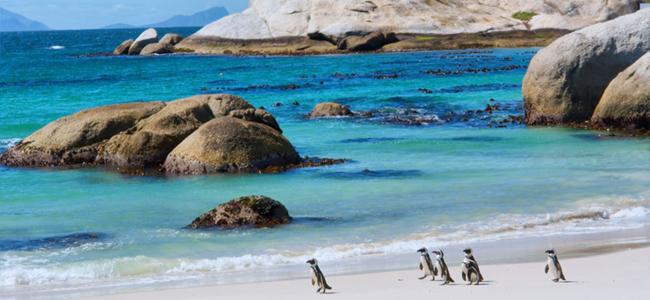 surfing and scuba diving - Cape Town