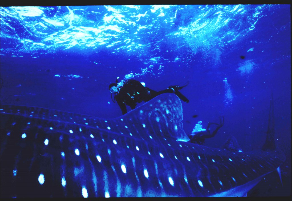 Jeff Nadler whale shark