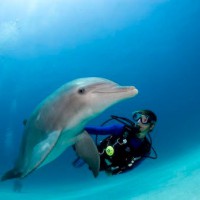 scuba diver and dolphin