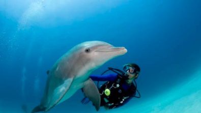 scuba diver and dolphin