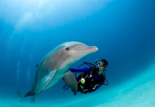 scuba diver and dolphin