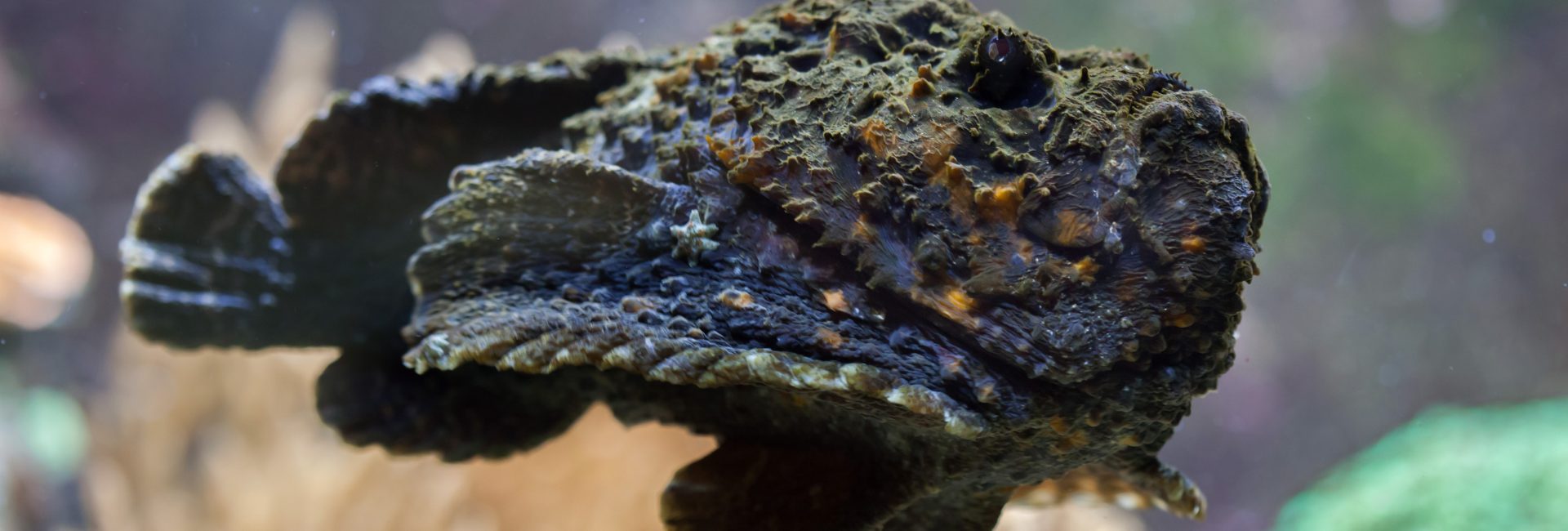 【海の最強猛毒生物】オニダルマオコゼ