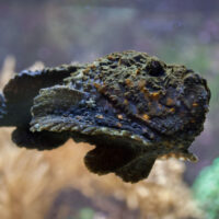reef stonefish swimming
