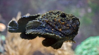 reef stonefish swimming