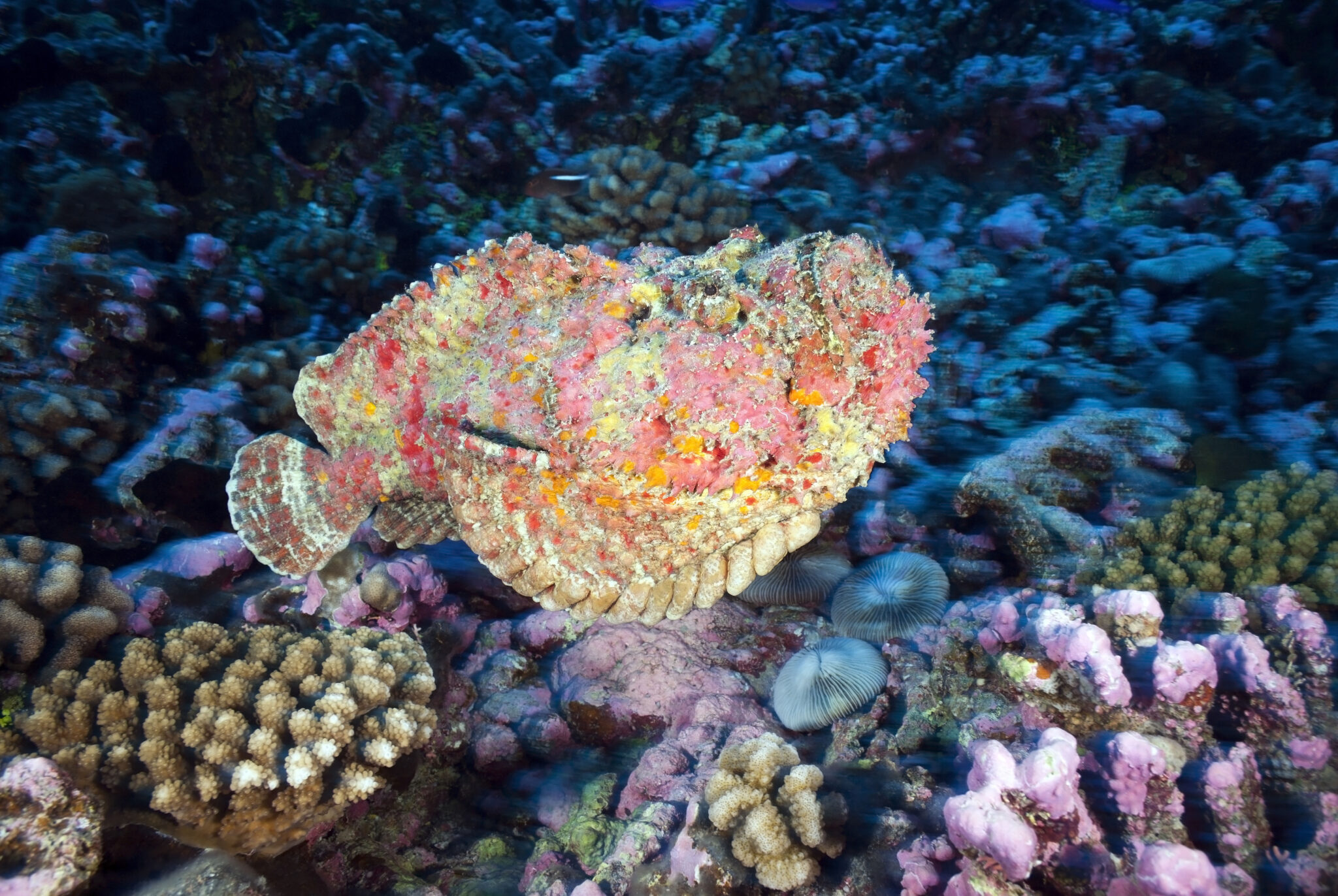 colorful stonefish swimming